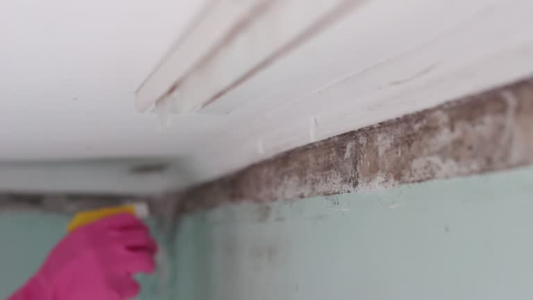 Best Air Quality Testing for Mold Spores  in Baldwinsville, NY